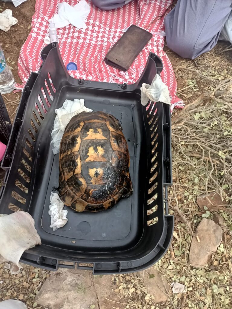 BÜYÜKŞEHİR, MANAVGAT YANGININDAN KURTARILAN KAPLUMBAĞA’NIN YARDIMINA KOŞTU