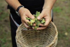 YEŞİL ALTIN FINDIĞIN HASADI BAŞLADI