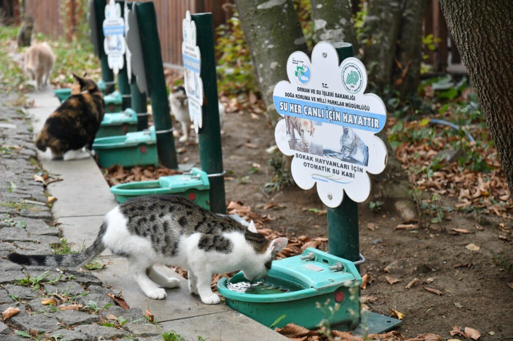 Yüzlerce can dostunun yuvası