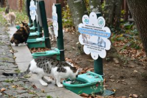 Yüzlerce can dostunun yuvası