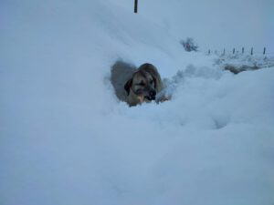 Yaz-kış demeden ‘can dostları’nın imdadına yetişiyorlar