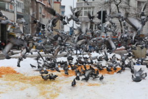 “Can dostları bize emanet”