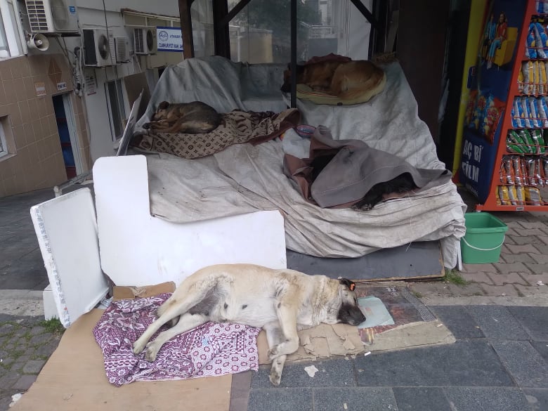 CAN DOSTLARIN SOĞUKLA İMTIHANI