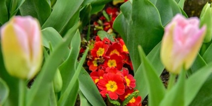 Giresun Baharı Rengarenk Laleler İle Karşıladı