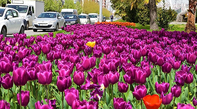 Samsun’a Bahar Erken Geldi….