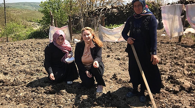 Samsun’da Fasulye Üretimi Yaygınlaşıyor