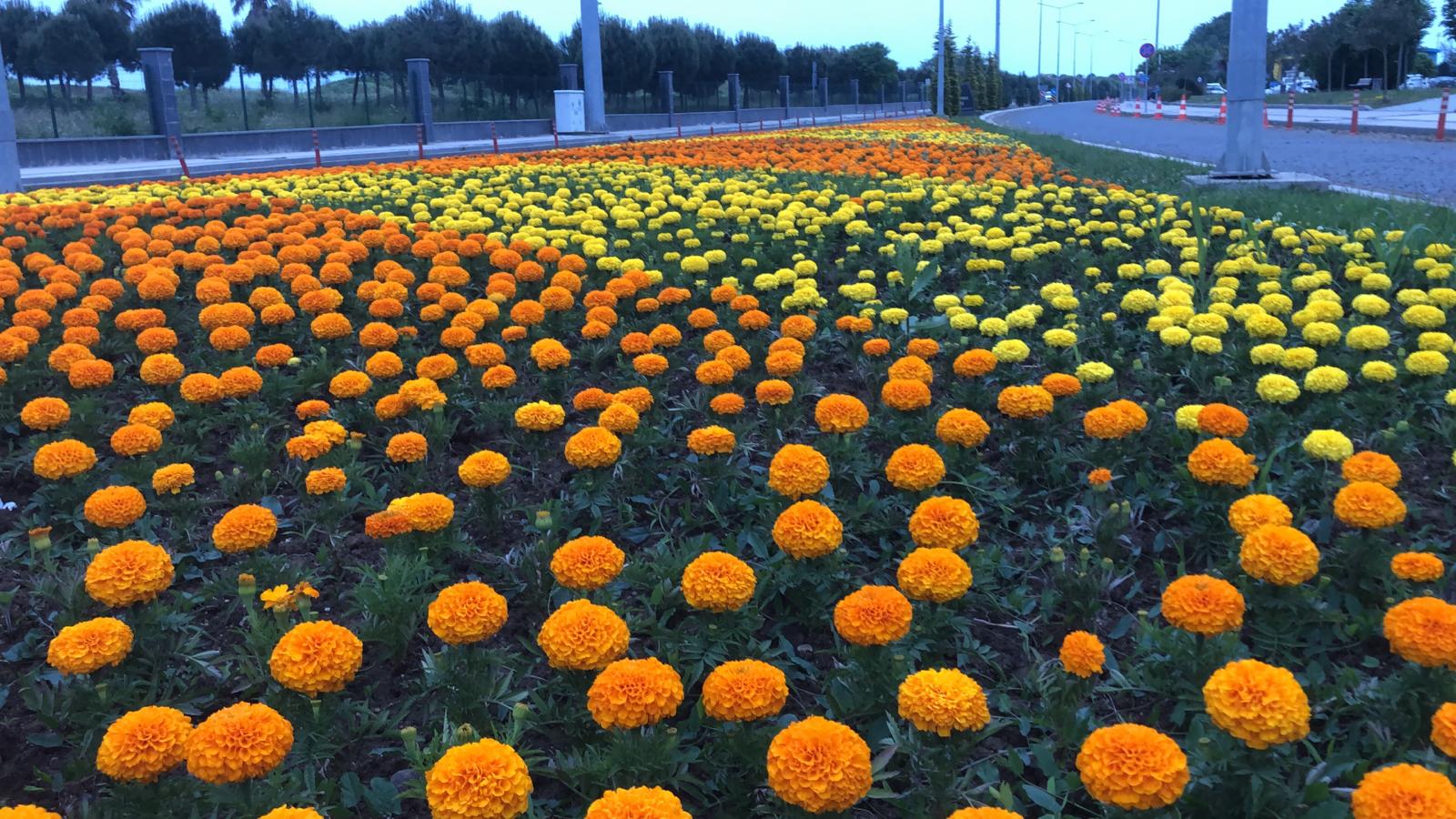 Büyükşehir ürettiği çiçeklerle şehri süslüyor
