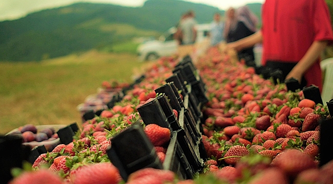 Alaçam’da Çilek Şenliği