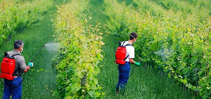 16 Ekim Dünya Gıda Günü: Sağlıklı gıda için çözüm dayanışma