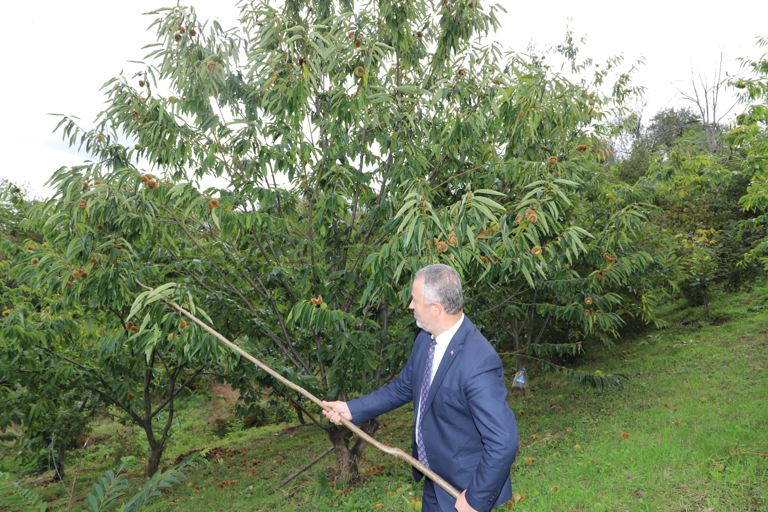 Nebiyan Kestanesinde Çeşit Analizi Devam Ediyor.