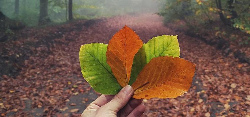 Sonbaharın Eşsiz Renklerini OPPO Reno7 ile Keşfedin