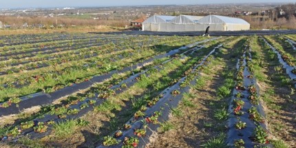 Tekkeköy Belediyesi Çiftçiye Sera Desteği Sağladı