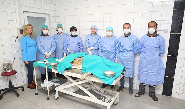 Nilüfer’de sahipsiz can dostlar kısırlaştırılıyor