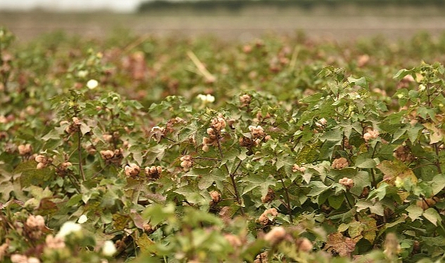 Altınyıldız Classics’ten doğa dostu kendinden renkli pamuk için ilk hasat