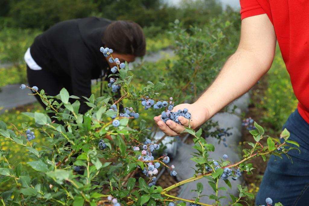 ORDU’DAKİ MAVİ YEMİŞ ALANLARI BÜYÜYOR