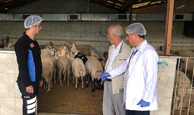 Bayrampaşa’da kurbanlıklar denetim altında