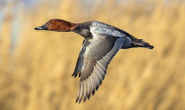Yine Avcıların İstediği Oldu, Nesli Tehlike Altındaki Türlerin Avlanılmasına İzin Verildi.
