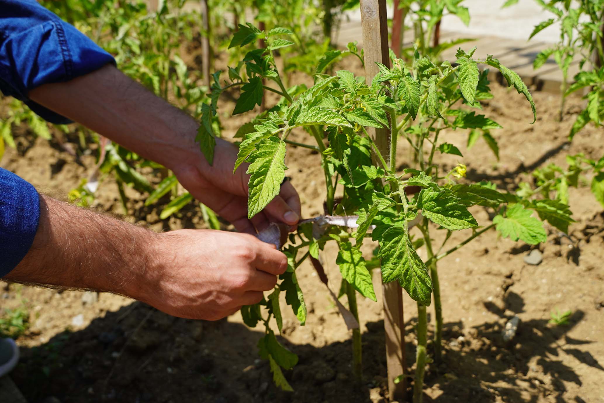 AtaTohum’da yazlık  fideler toprakla buluştu 