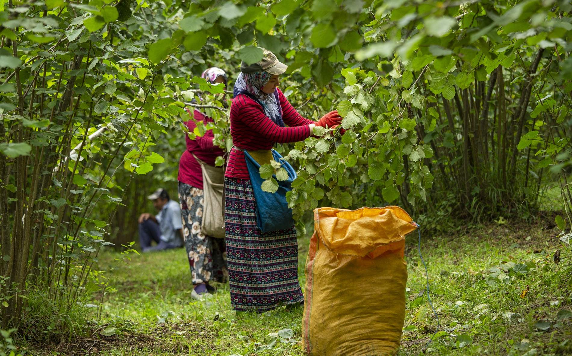 ‘FINDIK DALDA, AKLIN İŞÇİDE KALMASIN’