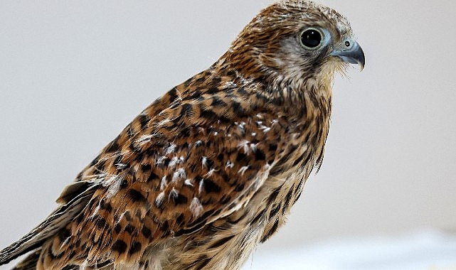 Antalya Doğal Yaşam Parkı’nda 3 özel misafir