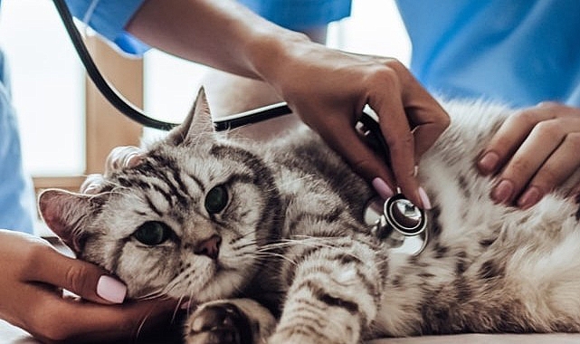 Sahipsiz Hayvanlar için Mama Desteğine Dönüşüyor