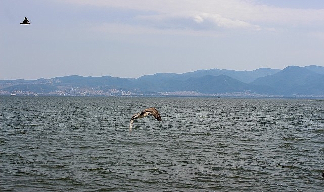 Yorgun martılar Karşıyaka’da emin ellerde!