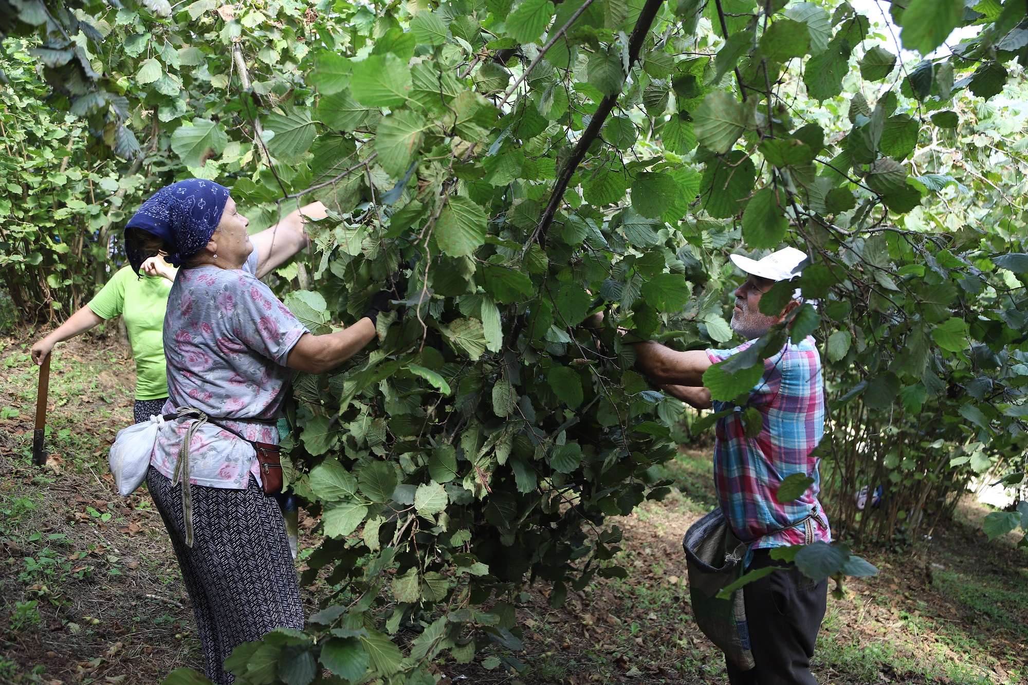 “FINDIK DALDA AKLIN İŞÇİDE KALMASIN” PROJESİ YÜZ GÜLDÜRÜYOR
