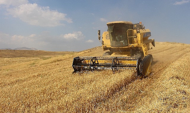 Antalya Büyükşehir Belediyesi kendi arazisinde buğday yetiştirdi