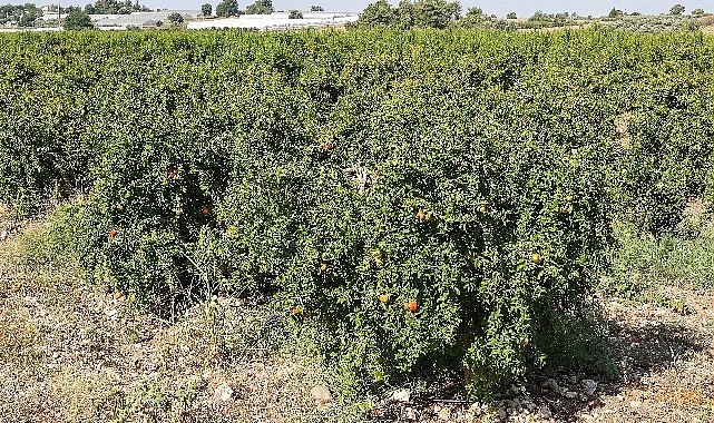 Antalya Büyükşehir’in Çiftçilere Faydalı Böcek Desteği Devam ediyor