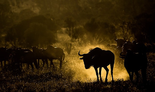 Canon yaratıcılığı, vizyonu ve anıları yakalamanın sanatını; Dünya Fotoğrafçılık Günü’nü kutluyor!