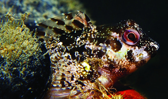 İzmir Körfezi’nde biyolojik çeşitlilik izleme çalışmaları başlıyor