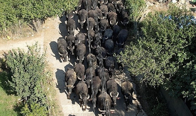 Kocaeli Büyükşehir’den üreticilere damızlık manda boğası desteği
