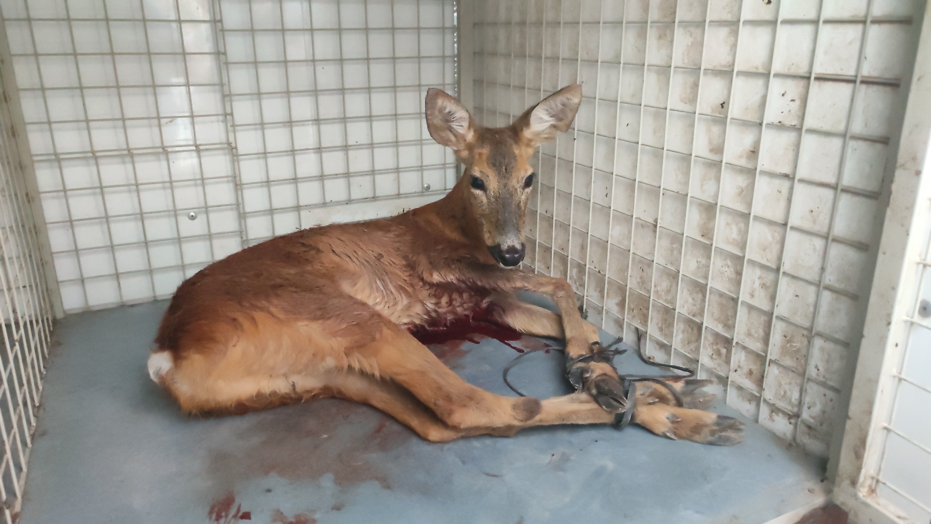 YARALI KARACA TEDAVİSİ YAPILDIKTAN SONRA KORUMA ALTINA ALINDI