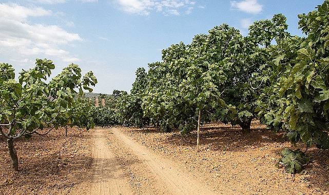 Metro Türkiye, Coğrafi İşaret Tescilli Bursa Siyah İnciri’nin İzindeydi
