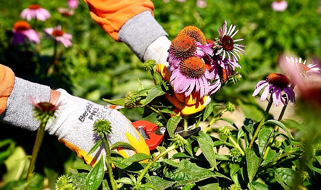 Seferihisar’da ‘Ekinezya’ Hasadı Heyecanı