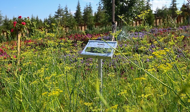 128 Tür bitki çeşidi ile Koku Bahçesi Seyir Tepesinde ziyaretçilerini bekliyor