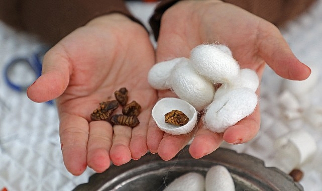 Alanya Sapadere İpek Evi hem üretim hem eğitim merkezi olacak 