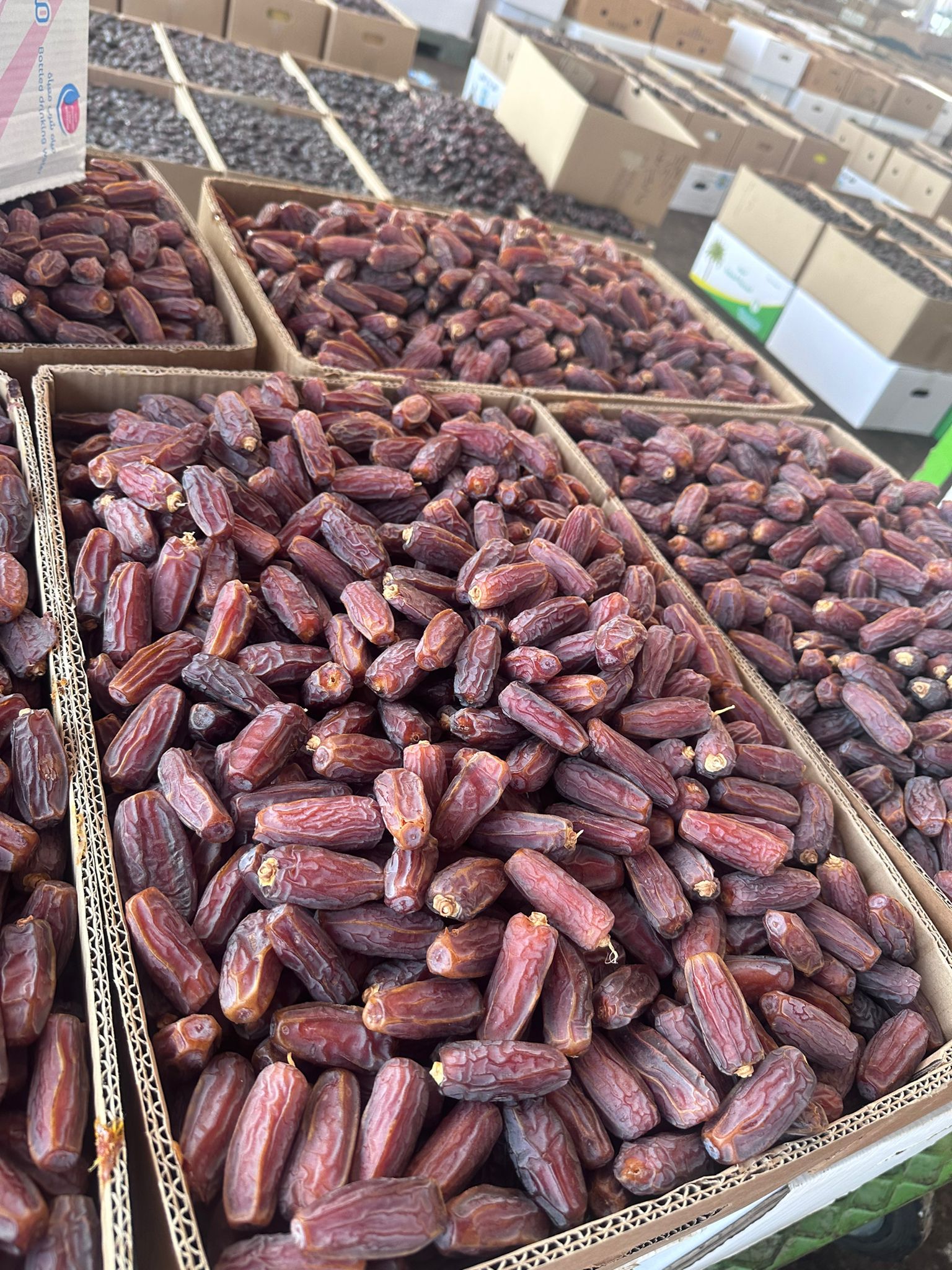 MEDİNE HURMALARI DÜNYAYA TRABZON’DAN DAĞITILACAK