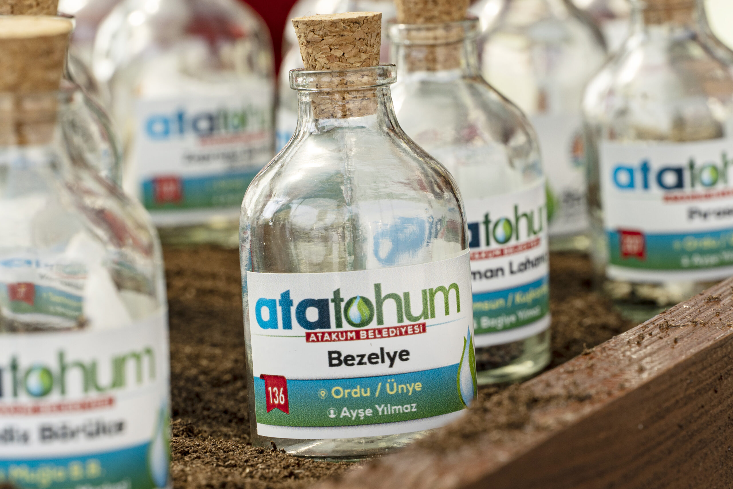 Karadeniz’in ilki:     Ata tohumlar,   Atakum’da korunuyor 