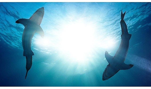 ‘Köpekbalığı Saldırıları: 360 Derece’ 21 Temmuz Pazar 20.00’de İki Bölüm Birden National Geographic WILD Ekranlarında!