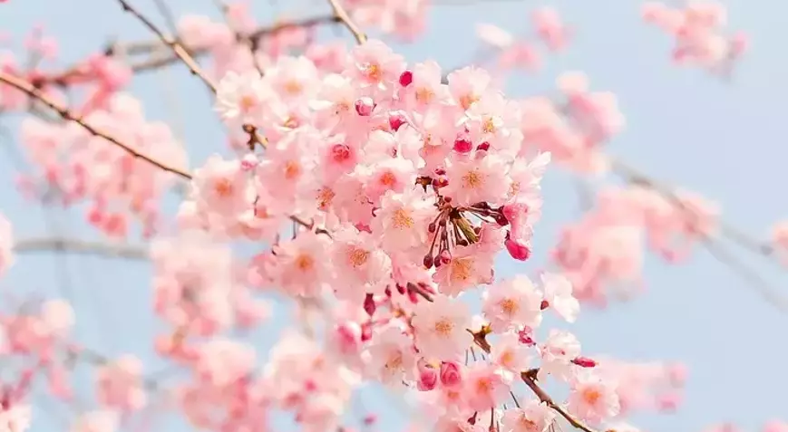 Bahar yaklaşıyor: İkinci cemre suya düştü