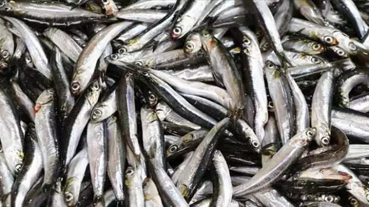 Kar düştü: Hamsi balıkçıların yüzünü güldürdü