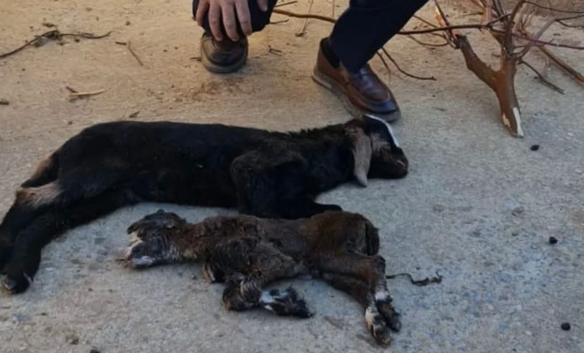 Antalya’da dondurucu soğuk: Yeni doğan keçi ve kuzular hayatını kaybetti