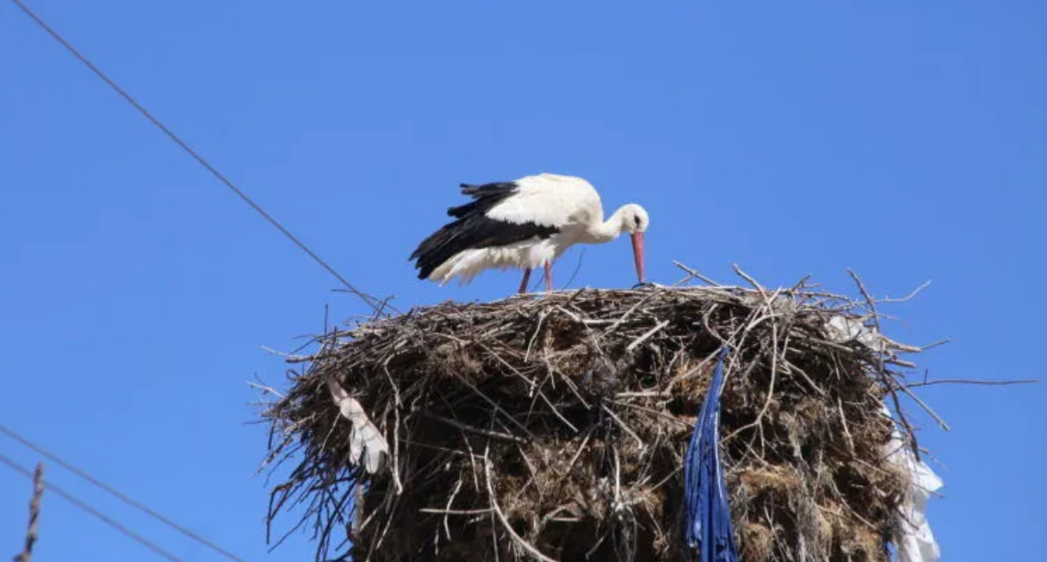 Burdur Yarıköy’de leylekler baharı müjdeliyor