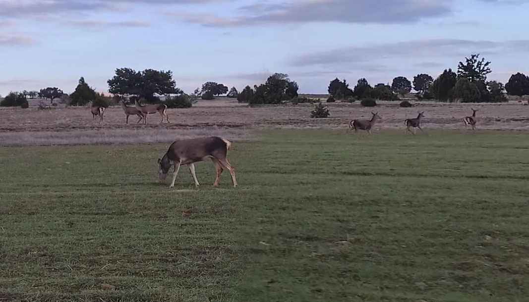 Salda Gölü’nde “Kızıl Geyikler” yeni hayatlarına alışıyor