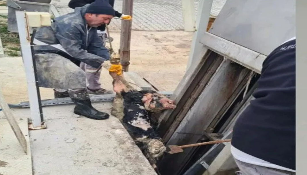 Burdur’da vicdansızlık! Kanalizasyona ölü buzağı atıldı