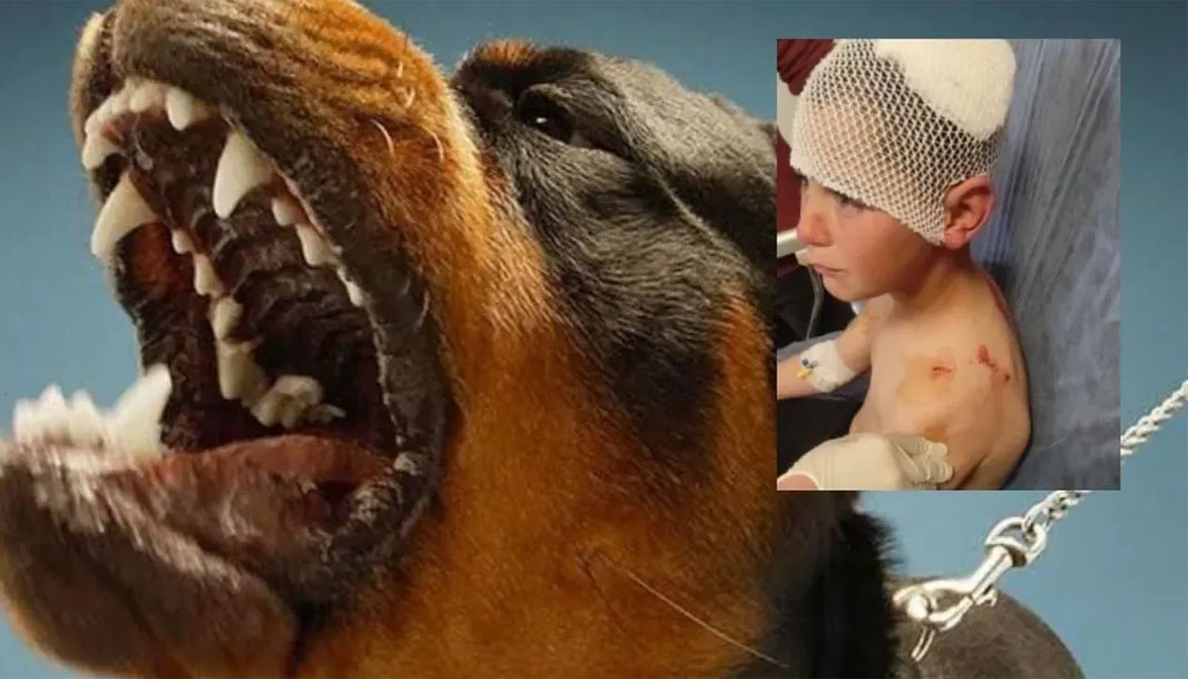 Isparta’da başıboş köpek 9 yaşındaki çocuğa saldırdı