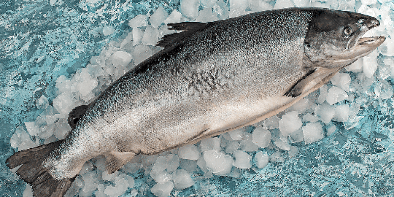 Doğu Karadeniz’den 2 ayda 8,6 milyon dolar somon ihracatı