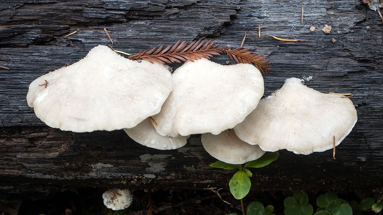 Bilim İnsanları Mantardan Dünyanın En Acı Maddesini Keşfetti