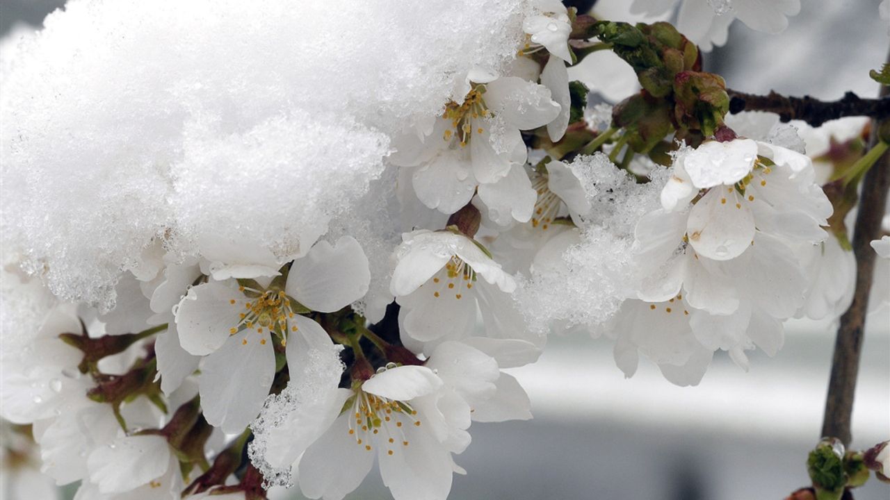 Trakya’da Zirai Don Tarımda Hasar